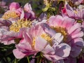Close-up of The Japanese type garden peony cultivar (Paeonia lactiflora) Eva flower blooming in summer. The outer petals